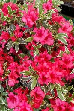 Arctic Rose Azalea - 3 Gallon Pot -Azaleas Store azalea arctic rose 5