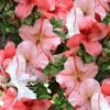 Astronaut Azalea - 2.5 Quart Pot -Azaleas Store azalea astronaut 1