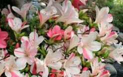 Astronaut Azalea - 2.5 Quart Pot -Azaleas Store azalea astronaut 3