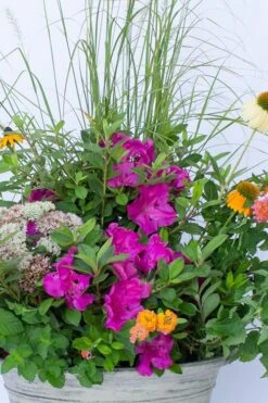 Echo Bloom 'N Again Azalea - 2 Gallon Pot -Azaleas Store azalea bloom n again augusta echo 4