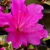 Echo Bloom 'N Again Azalea - 2 Gallon Pot -Azaleas Store azalea bloom n again augusta echo 6