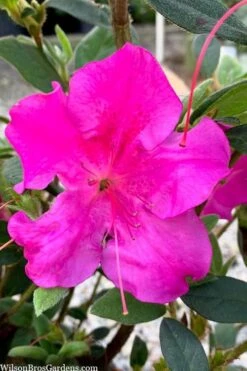 Echo Bloom 'N Again Azalea - 2 Gallon Pot -Azaleas Store azalea bloom n again augusta echo 7