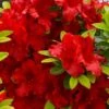 Buccaneer Red Azalea (Glenn Dale Hydrid) - 2 Gallon Pot 2 Buccaneer Red Azalea (Glenn Dale Hydrid) - 2 Gallon Pot -Azaleas Store azalea buccaneer 1