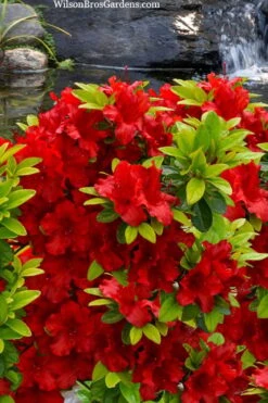 Buccaneer Red Azalea (Glenn Dale Hydrid) - 2 Gallon Pot 11 Buccaneer Red Azalea (Glenn Dale Hydrid) - 2 Gallon Pot -Azaleas Store azalea buccaneer 2