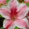 Lady Cavendish Azalea - 1 Gallon Pot 2 Lady Cavendish Azalea - 1 Gallon Pot -Azaleas Store azalea cavendish 1