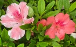 Lady Cavendish Azalea - 6 Pack Of 1 Gallon Pots 11 Lady Cavendish Azalea - 6 Pack Of 1 Gallon Pots -Azaleas Store azalea cavendish 2 1