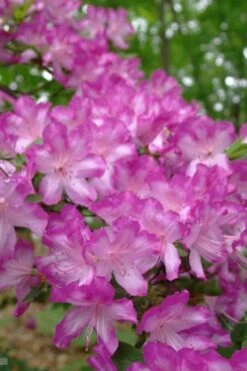 Fawn Azalea - 2 Gallon Pot -Azaleas Store azalea fawn 6