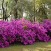 Formosa Southern Indica Azalea - 1 Gallon Pot -Azaleas Store azalea formosa hedge