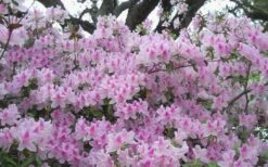 George L. Taber Southern Indica Azalea - 3 Gallon Pot -Azaleas Store azalea george taber 10