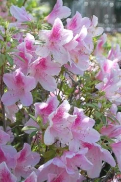 George L. Taber Southern Indica Azalea - 3 Gallon Pot -Azaleas Store azalea george taber 11