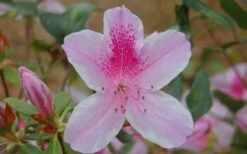 George L. Taber Southern Indica Azalea - 3 Gallon Pot -Azaleas Store azalea george taber 13