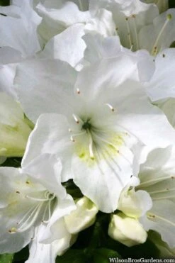 Girard's Pleasant White Azalea - 1 Gallon Pot -Azaleas Store azalea girards pleasant white 21