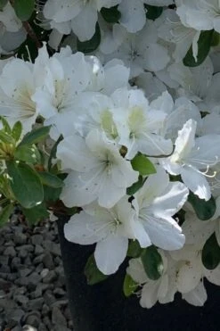 Girard's Pleasant White Azalea - 1 Gallon Pot -Azaleas Store azalea girards pleasant white 22