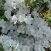 Girard's Pleasant White Azalea - 1 Gallon Pot -Azaleas Store azalea girards pleasant white 23