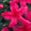 Gloria Deep Pink Sawada Azalea - 6 Pack Of 1 Gallon Pots 2 Gloria Deep Pink Sawada Azalea - 6 Pack Of 1 Gallon Pots -Azaleas Store azalea gloria deep pink sawada 1