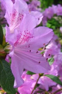 Gulf Pride Fragrant Southern Indica Azalea - 3 Gallon Pot -Azaleas Store azalea gulf pride 2