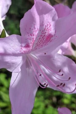 Gulf Pride Fragrant Southern Indica Azalea - 3 Gallon Pot -Azaleas Store azalea gulf pride 5