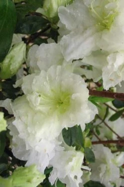 Helen Curtis Azalea - 3 Gallon Pot 10 Helen Curtis Azalea - 3 Gallon Pot -Azaleas Store azalea helen curtis 7