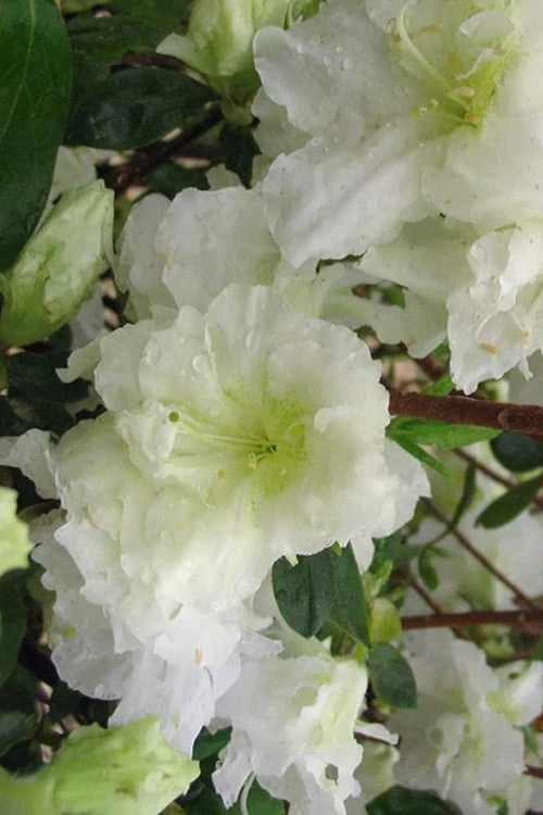 Helen Curtis Azalea - 3 Gallon Pot 6 Helen Curtis Azalea - 3 Gallon Pot - Image 4