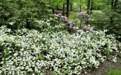 Helen Curtis Azalea - 3 Gallon Pot 11 Helen Curtis Azalea - 3 Gallon Pot -Azaleas Store azalea helen curtis 9