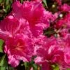 Michaele Lux Azalea - 1 Gallon Pot -Azaleas Store azalea michaele lux 1