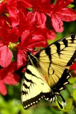 Midnight Flare Azalea - 2 Gallon Pot -Azaleas Store azalea midnight flare 20