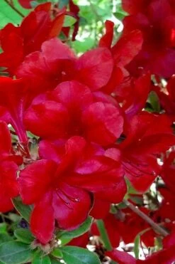Midnight Flare Azalea - 2 Gallon Pot -Azaleas Store azalea midnight flare 21