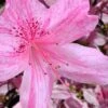 Northlake Beauty Azalea - 1 Gallon Pot -Azaleas Store azalea northlake beauty 10