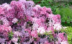 Northlake Beauty Azalea - 1 Gallon Pot -Azaleas Store azalea northlake beauty 13