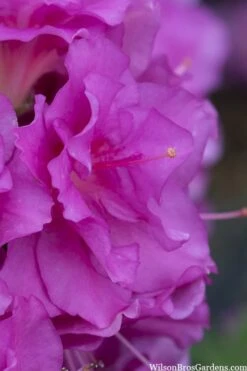 Perfecto Mundo Double Purple Reblooming Azalea - 3 Pack Of Quart Pots 11 Perfecto Mundo Double Purple Reblooming Azalea - 3 Pack Of Quart Pots -Azaleas Store azalea perfecto mondo double20purple 1