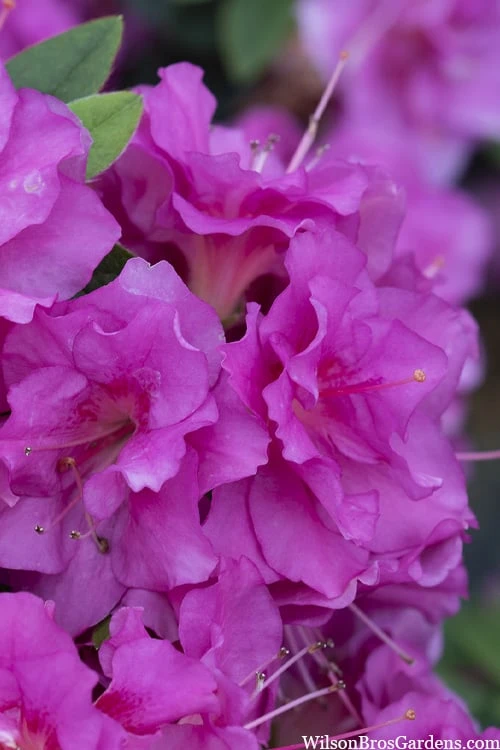 Perfecto Mundo Double Purple Reblooming Azalea - 3 Gallon Pot 3 Perfecto Mundo Double Purple Reblooming Azalea - 3 Gallon Pot