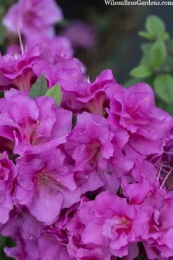 Perfecto Mundo Double Purple Reblooming Azalea - 3 Pack Of Quart Pots 13 Perfecto Mundo Double Purple Reblooming Azalea - 3 Pack Of Quart Pots -Azaleas Store azalea perfecto mondo double20purple 3