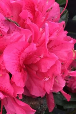 Perfecto Mundo Double Dark Pink Reblooming Azalea - 3 Gallon Pot -Azaleas Store azalea perfecto mundo double dark pink 1