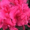 Perfecto Mundo Double Dark Pink Reblooming Azalea - 3 Gallon Pot -Azaleas Store azalea perfecto mundo double dark pink 2