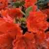 Perfecto Mundo Orange Azalea - 3 Gallon Pot 2 Perfecto Mundo Orange Azalea - 3 Gallon Pot -Azaleas Store azalea perfecto mundo double orange 500x750 1