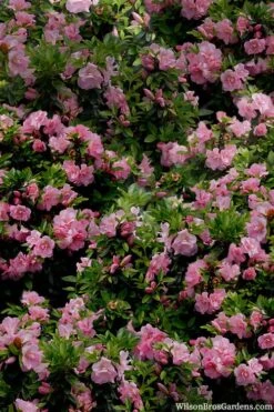 Perfecto Mundo Double Pink Reblooming Azalea - 3 Gallon Pot -Azaleas Store azalea perfecto mundo double pink 1
