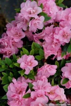 Perfecto Mundo Double Pink Reblooming Azalea - 3 Gallon Pot -Azaleas Store azalea perfecto mundo double pink 2