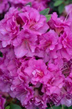 Perfecto Mundo Double Purple Reblooming Azalea - 3 Pack Of Quart Pots 12 Perfecto Mundo Double Purple Reblooming Azalea - 3 Pack Of Quart Pots -Azaleas Store azalea perfecto mundo double purple 500x750 1
