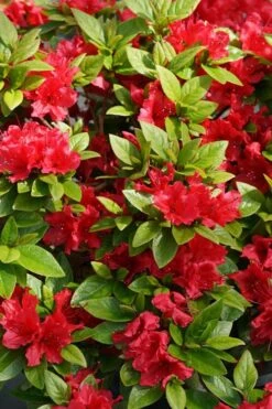 Perfecto Mundo Red Reblooming Azalea - 3 Gallon Pot 14 Perfecto Mundo Red Reblooming Azalea - 3 Gallon Pot -Azaleas Store azalea perfecto mundo red 2