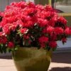 Perfecto Mundo Red Reblooming Azalea - 3 Gallon Pot -Azaleas Store azalea perfecto mundo red 3