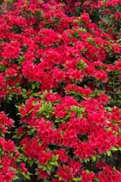 Perfecto Mundo Red Reblooming Azalea - 3 Gallon Pot 13 Perfecto Mundo Red Reblooming Azalea - 3 Gallon Pot -Azaleas Store azalea perfecto mundo red 5