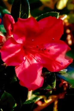Perfecto Mundo Red Reblooming Azalea - 3 Pack Of Quart Pots 15 Perfecto Mundo Red Reblooming Azalea - 3 Pack Of Quart Pots -Azaleas Store azalea perfecto mundo red 6 1