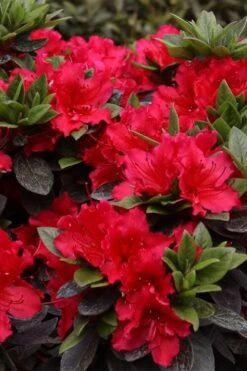Perfecto Mundo Red Reblooming Azalea - 3 Pack Of Quart Pots 12 Perfecto Mundo Red Reblooming Azalea - 3 Pack Of Quart Pots -Azaleas Store azalea perfecto mundo red 8 1