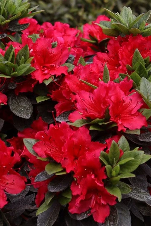 Perfecto Mundo Red Reblooming Azalea - 3 Gallon Pot 6 Perfecto Mundo Red Reblooming Azalea - 3 Gallon Pot - Image 4