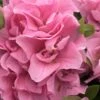 Perfecto Mundo Double Pink Reblooming Azalea - 3 Gallon Pot -Azaleas Store azalea perfectomundo double pink 101