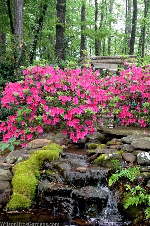 Pink Formosa Azalea - 3 Gallon Pot 6 Pink Formosa Azalea - 3 Gallon Pot - Image 4