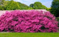Pink Formosa Azalea - 6 Pack Of 1 Gallon Pots 11 Pink Formosa Azalea - 6 Pack Of 1 Gallon Pots -Azaleas Store azalea pink formosa 4