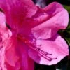 Pink Formosa Azalea - 3 Gallon Pot 2 Pink Formosa Azalea - 3 Gallon Pot -Azaleas Store azalea pink formosa 5 1