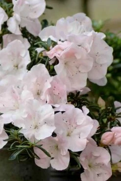 Tsuki No Shimo Satsuki Azalea - 3 Gallon Pot -Azaleas Store azalea satsuki tsuki no shimo 100