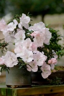 Tsuki No Shimo Satsuki Azalea - 3 Gallon Pot -Azaleas Store azalea satsuki tsuki no shimo 101